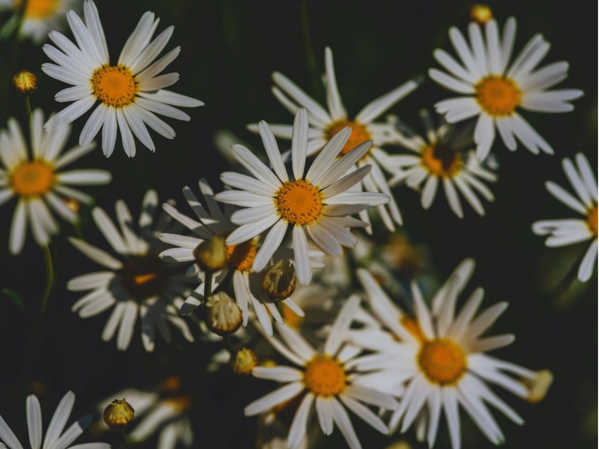 Vergaderen bij Lokaal Buiten